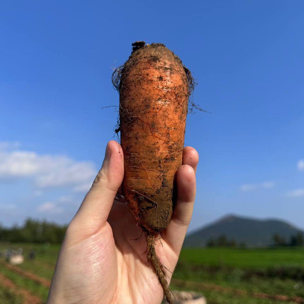 제주 구좌 흙당근 비세척 햇당근 강원도