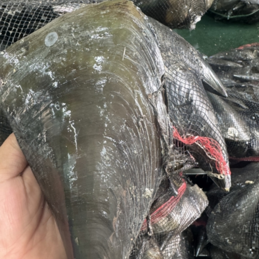 자연산 손질 키조개 대왕 국내산 생물 횟감 조개살 관자 - 상세 이미지 2