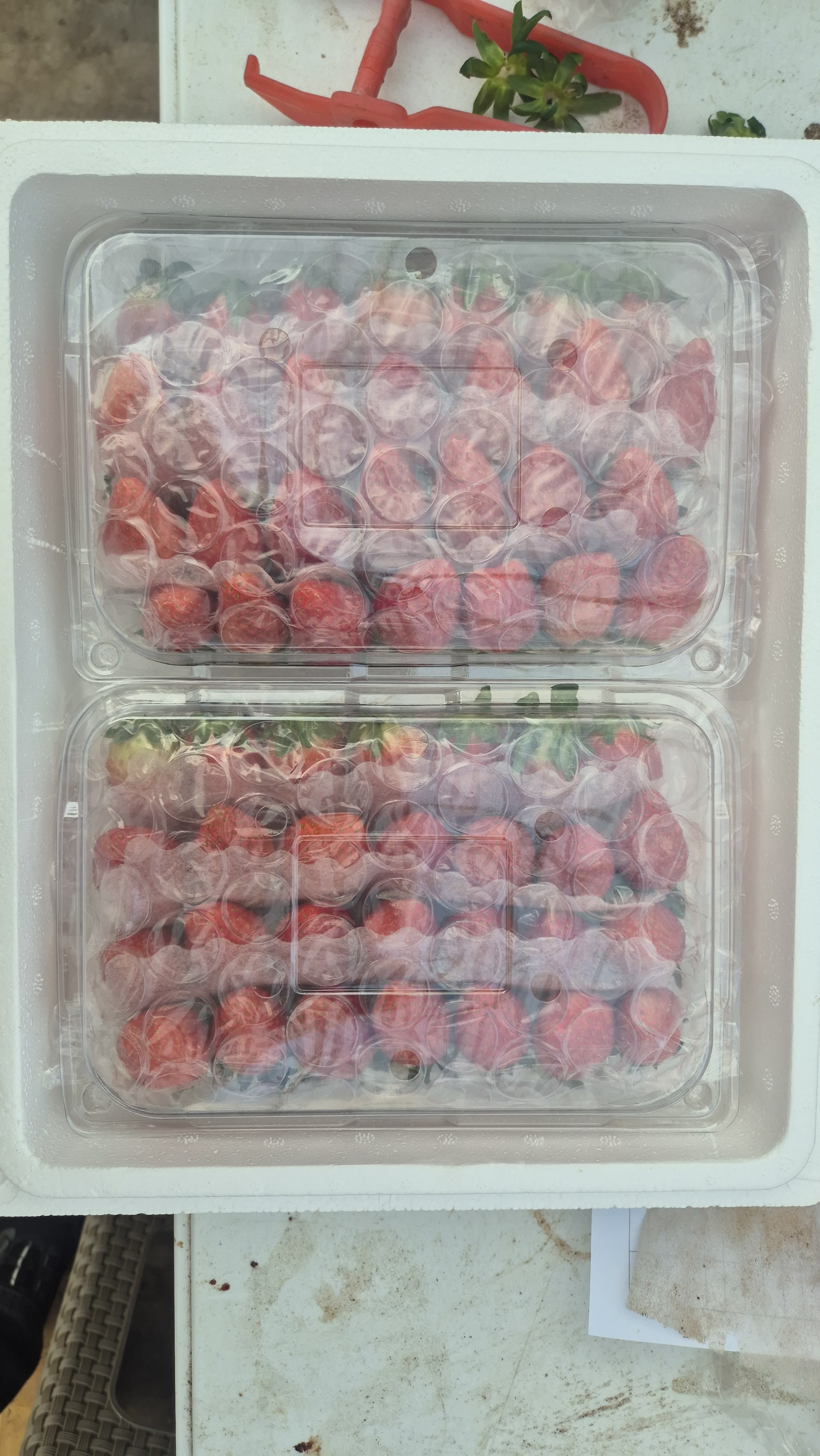 경북 메리퀸 럭키비키 딸기 11.5Brix, 2kg, 1개 이미지 7