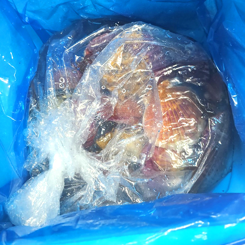 통영 가리비 홍가리비 세척 제철 비단 캠핑 1kg 조개구이 찜 - 상세 이미지 5