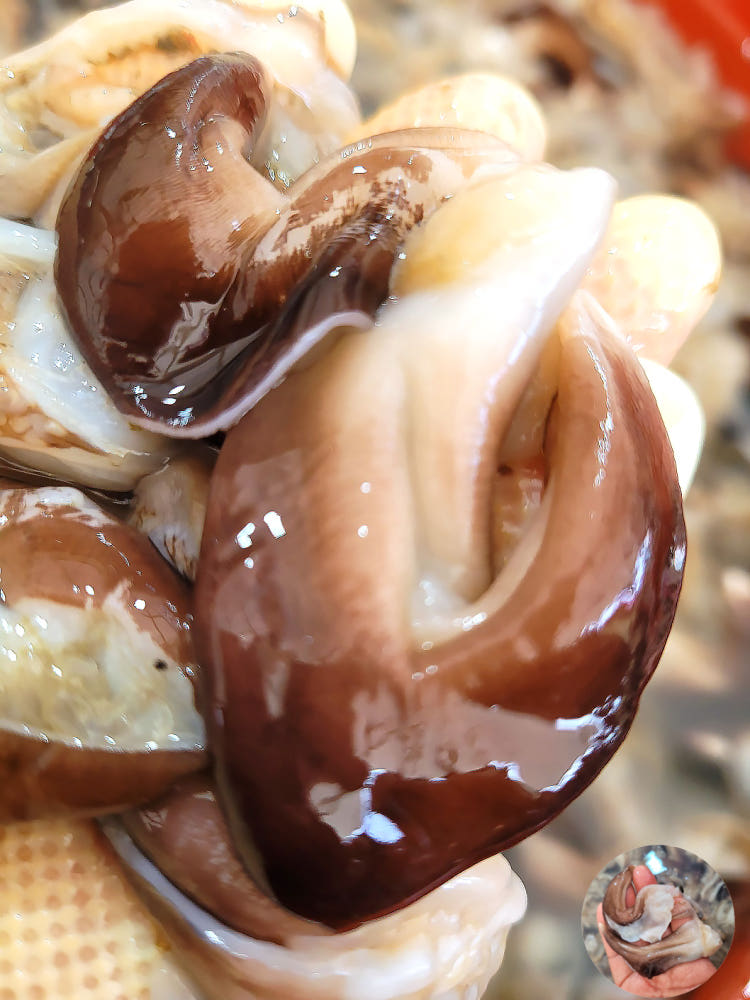 여수 산지직송 새조개