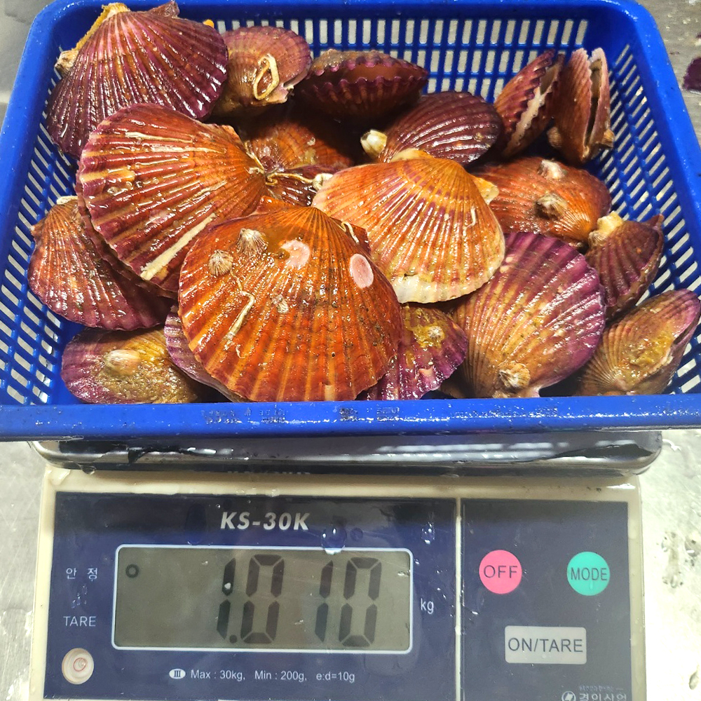 통영 가리비 홍가리비 세척 제철 비단 캠핑 1kg 조개구이 찜 - 상세 이미지 4