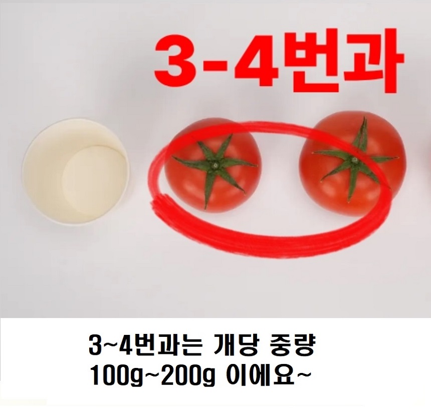논산 완숙 토마토 유럽종 로얄과 2kg - 상세 이미지 3