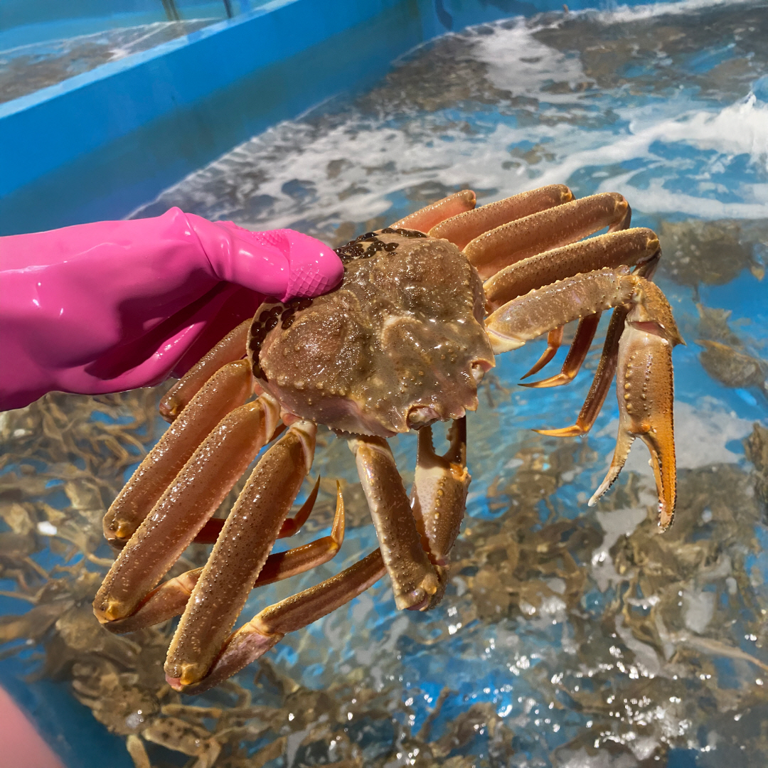 최상급 수율보장 러시아 자숙 마가단 대게 자숙전 (2-3미) 3kg, 1개 - 상품 이미지