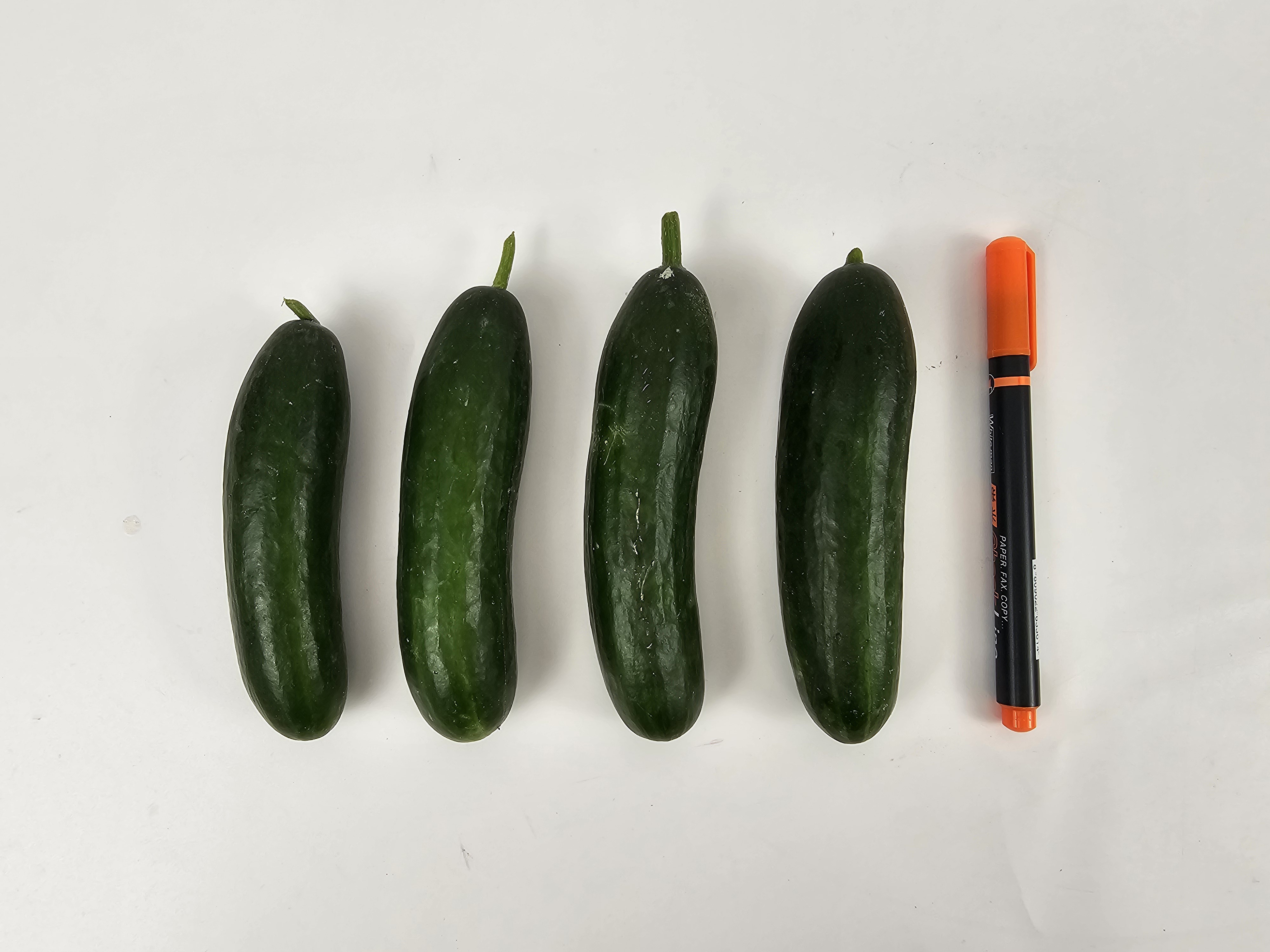 피클 장아찌용 미니 스낵 청오이 500g, 1개 - 상세 이미지 2
