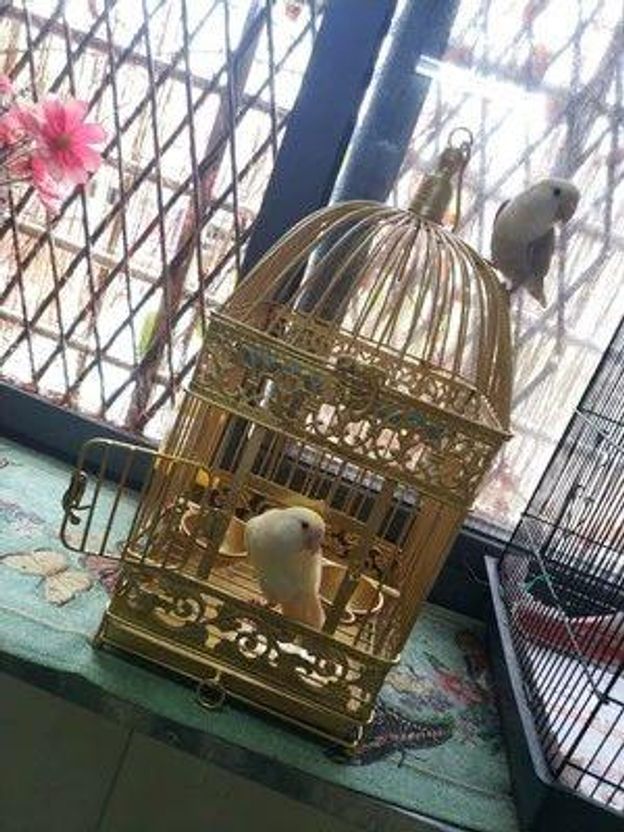 엔틱 새장 초대형 날림장 잉꼬 앵무새 사육 케이지 골드 인테리어 - 상세 이미지 2