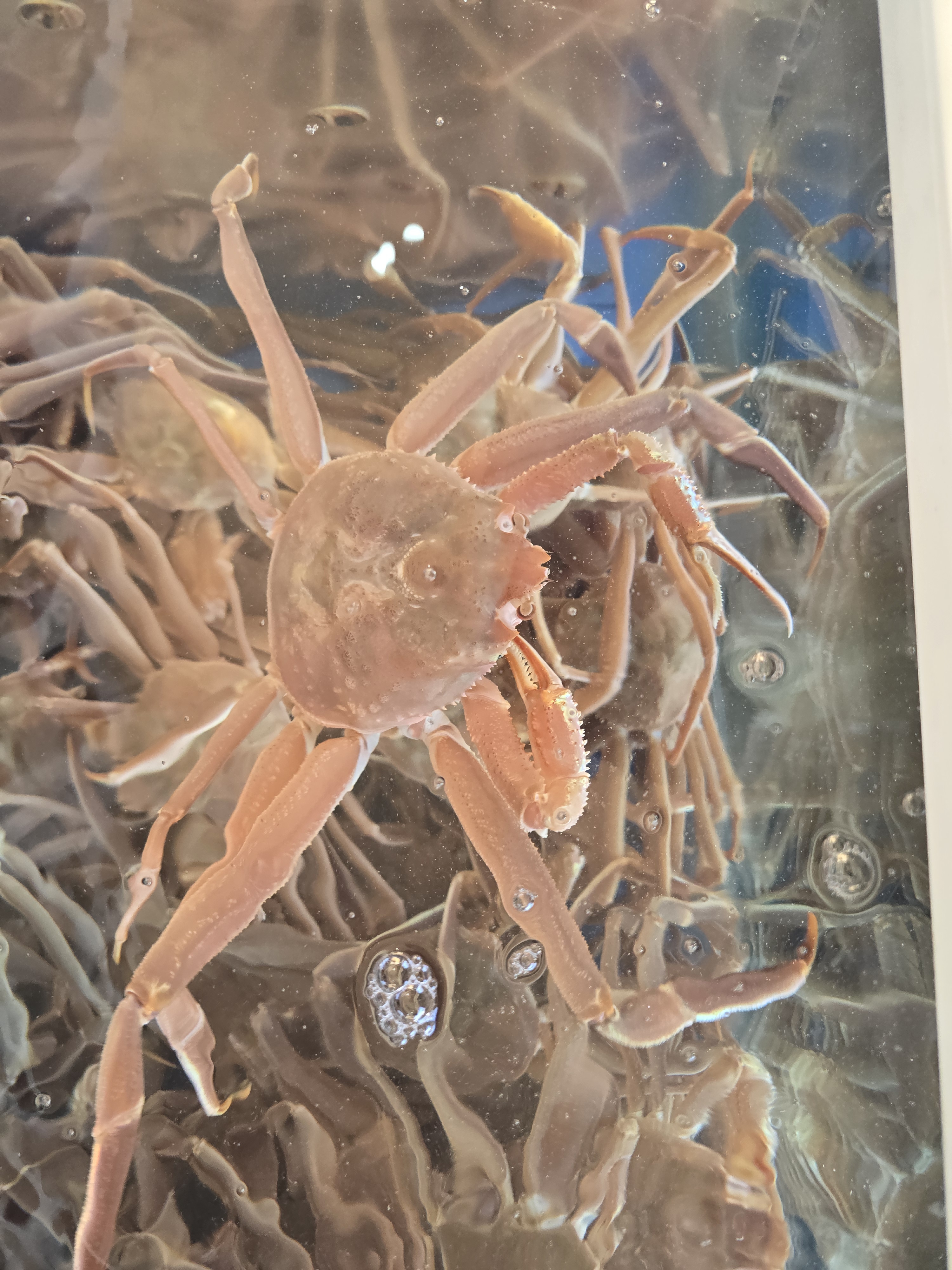 나나수산 제철 죽변항 활 울진 대게 2KG 국내산 영덕 포항 구룡포 홑게 - 상세 이미지 2