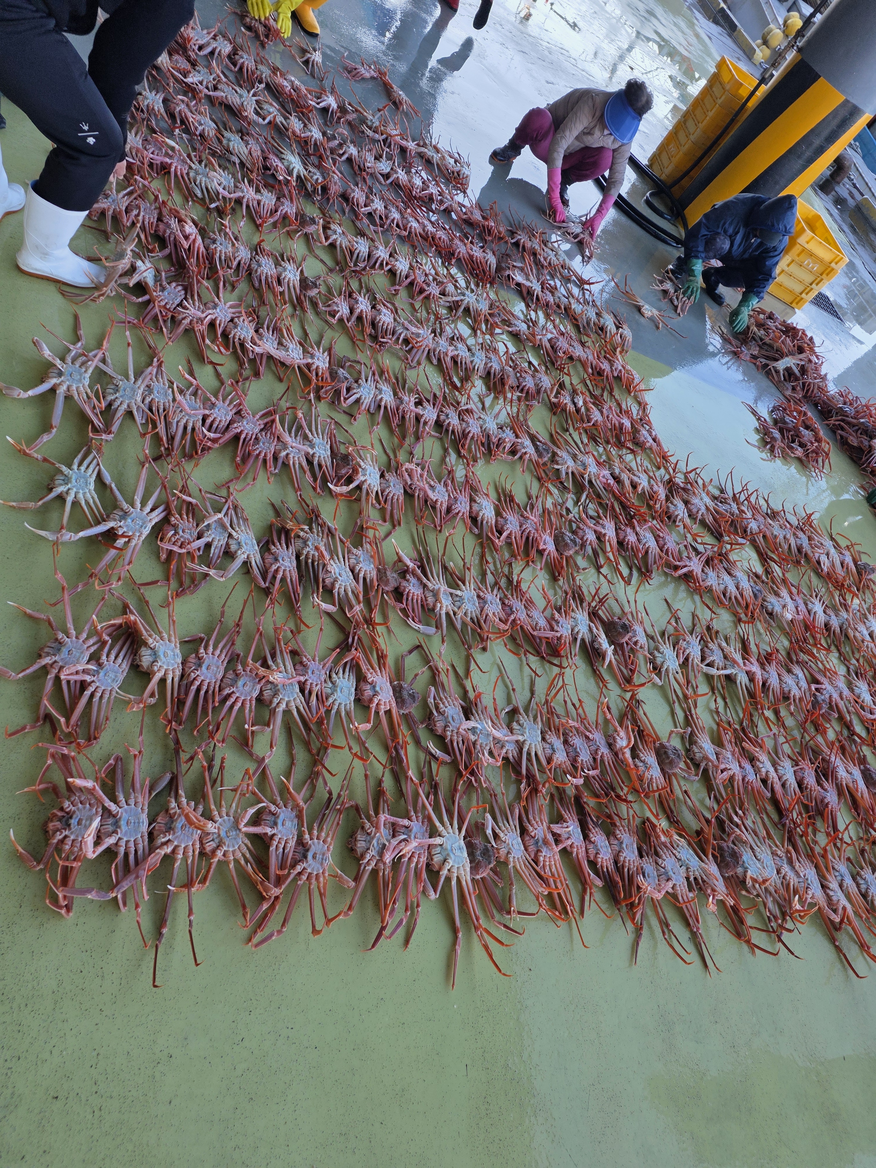 나나수산 제철 죽변항 활 울진 대게 2KG 국내산 영덕 포항 구룡포 홑게 이미지 6