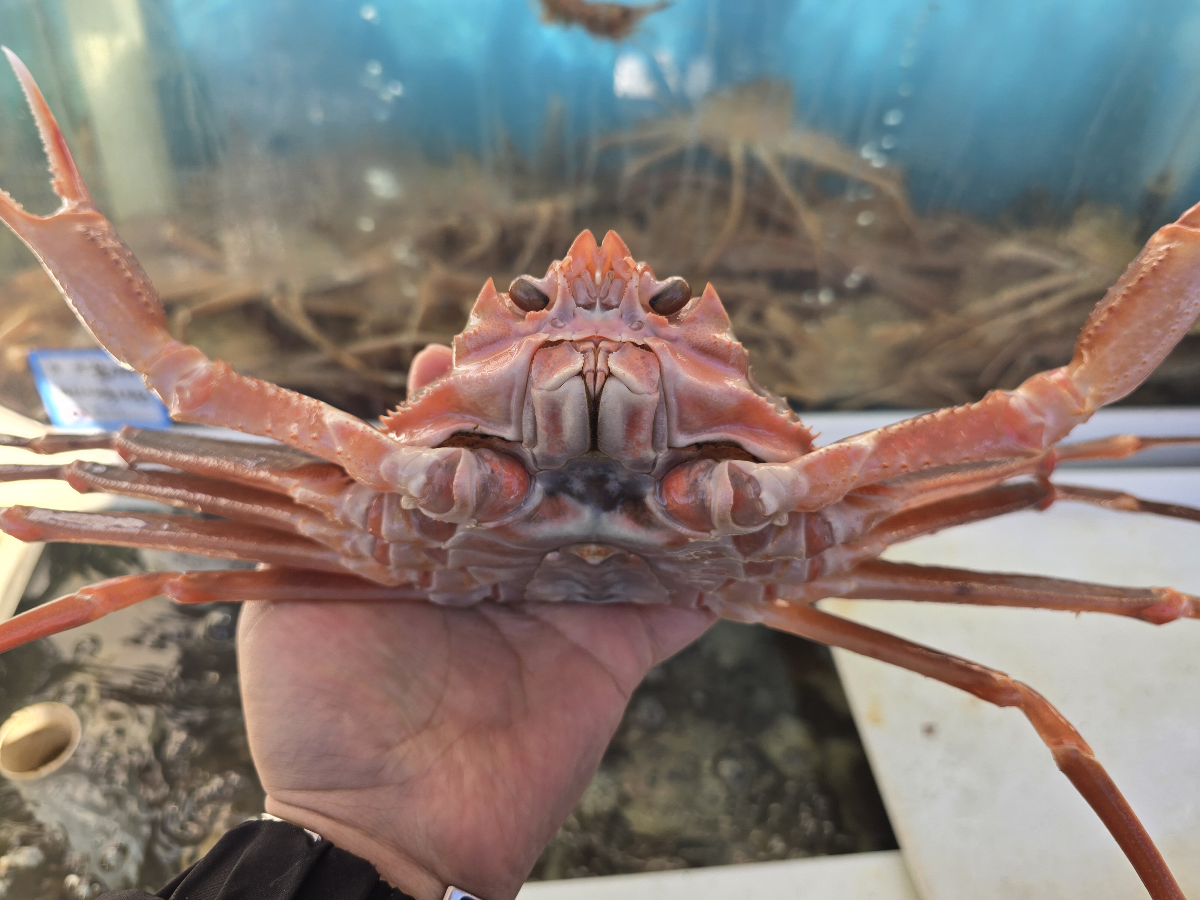 나나수산 제철 죽변항 활 울진 대게 2KG 국내산 영덕 포항 구룡포 홑게 - 메인 이미지
