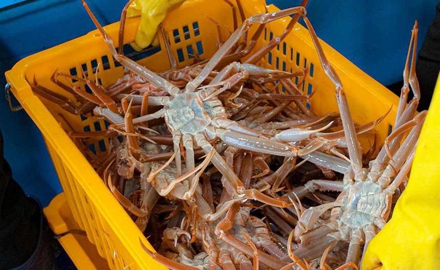 나나수산 제철 죽변항 활 울진 대게 2KG 국내산 영덕 포항 구룡포 홑게 이미지 8