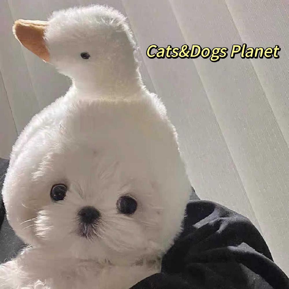 고양이 붕어빵 모자 강아지 머리띠 귀여운 펫코스튬 불곰(1.5-7.5kg) - 상세 이미지 4