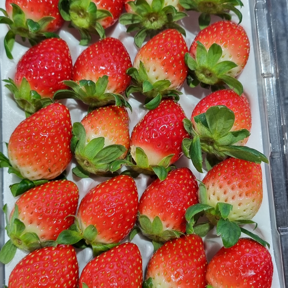 설향딸기 산지직송 프리미엄 생딸기 한입 특과 350g 이미지 7