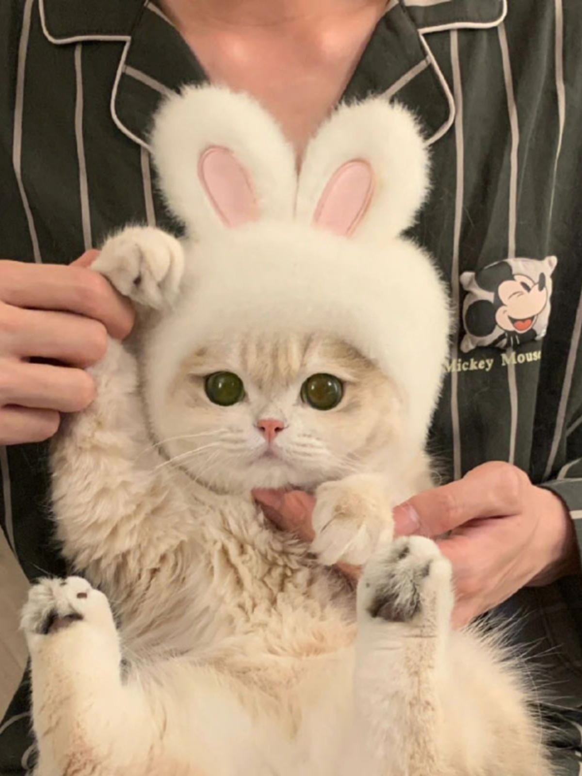 토끼모자 귀달이 고양이 강아지 모자 촬영용 동물모자 패션 애완동물 토냥이 뉴화이트 버니 햇 프리사이즈 - 상세 이미지 5
