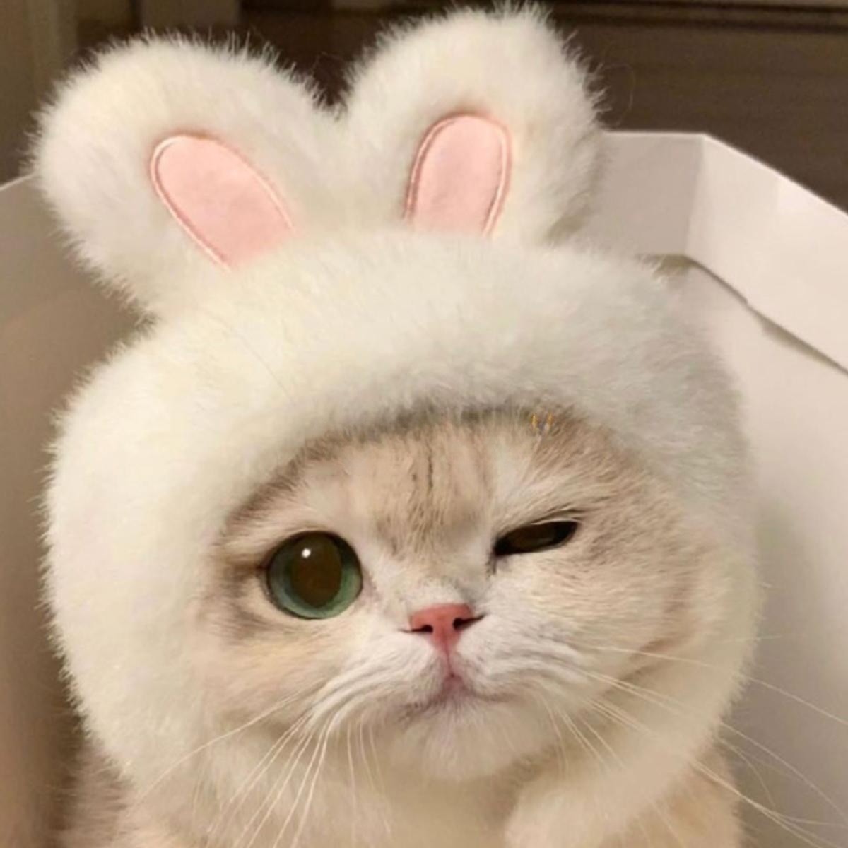 토끼모자 귀달이 고양이 강아지 모자 촬영용 동물모자 패션 애완동물 토냥이 뉴화이트 버니 햇 프리사이즈 - 상품 이미지