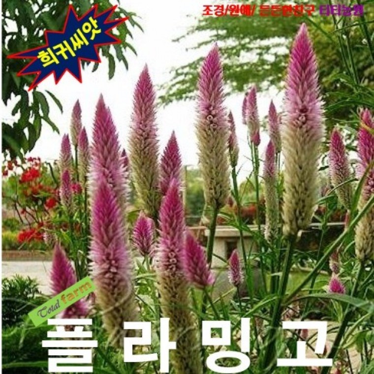 여우꼬리플라밍고 맨드라미 씨앗 10립 - 메인 이미지