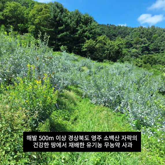 유기농 사과 무농약 2006년 햇 못난이 흠과 아오리 부사 시나노골드 12Brix, 3kg, 1개 이미지 6