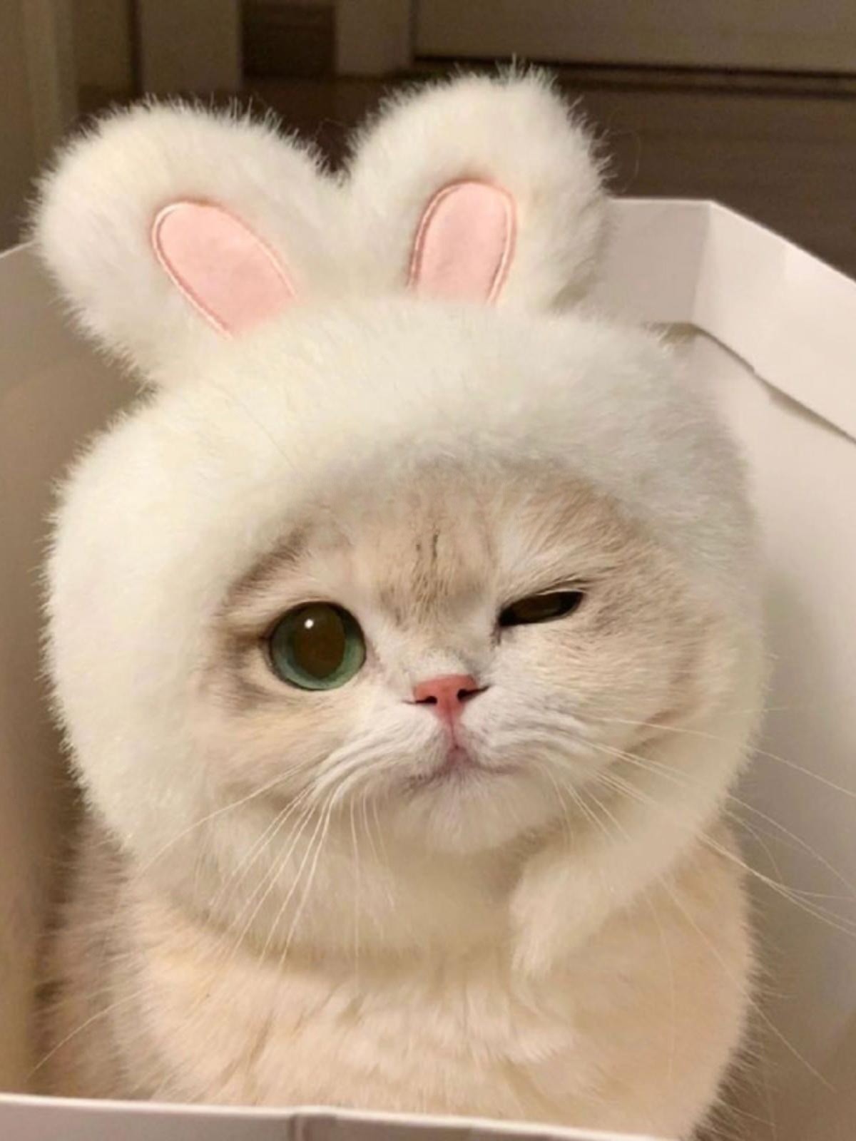 토끼모자 귀달이 고양이 강아지 모자 촬영용 동물모자 패션 애완동물 토냥이 뉴화이트 버니 햇 프리사이즈 - 상세 이미지 3
