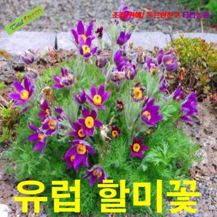 씨앗 팝플라워 유럽할미꽃 바이올렛블루 5립 - 메인 이미지