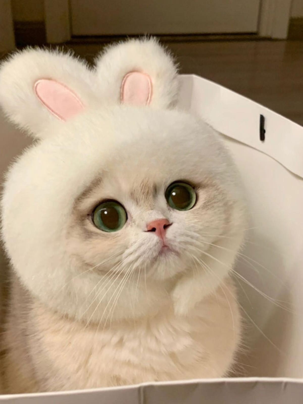 토끼모자 귀달이 고양이 강아지 모자 촬영용 동물모자 패션 애완동물 토냥이 뉴화이트 버니 햇 프리사이즈 - 상세 이미지 2