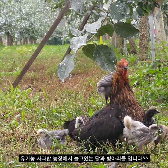 유기농 사과 무농약 2006년 햇 못난이 흠과 아오리 부사 시나노골드 12Brix, 3kg, 1개 - 상세 이미지 4