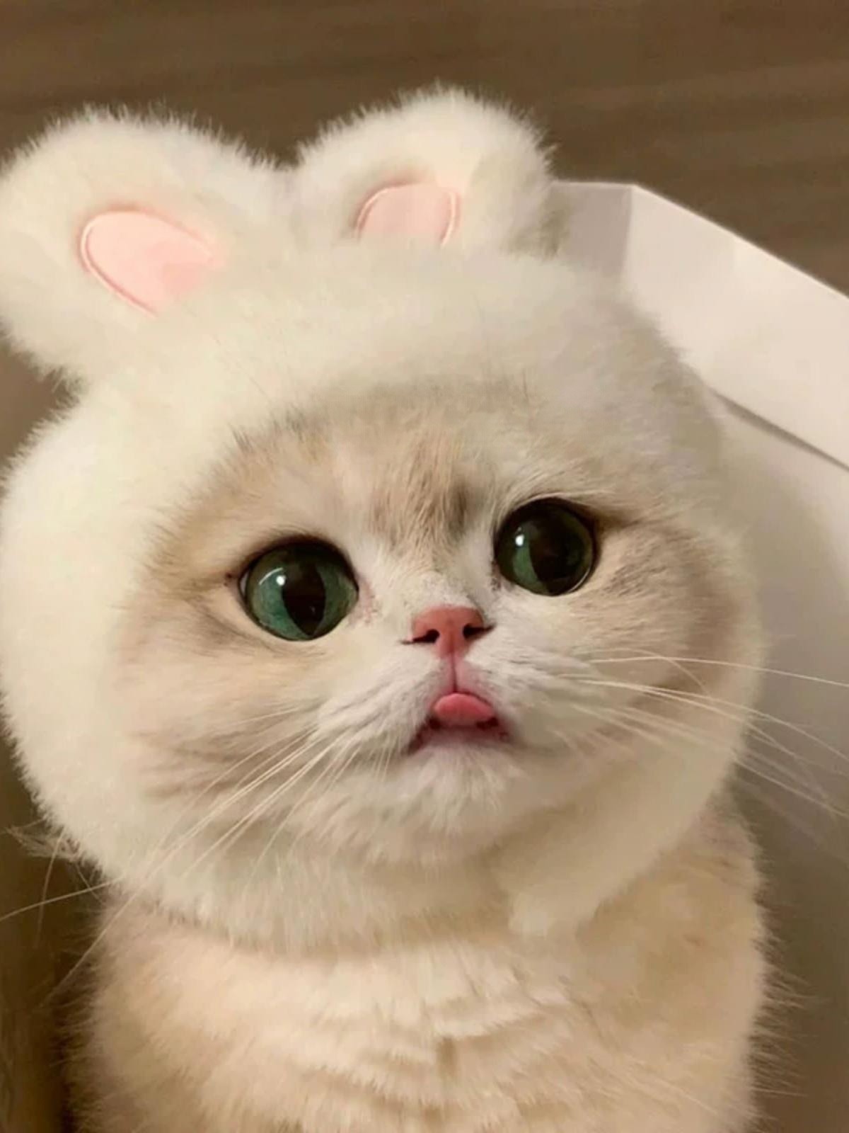 토끼모자 귀달이 고양이 강아지 모자 촬영용 동물모자 패션 애완동물 토냥이 뉴화이트 버니 햇 프리사이즈 - 상세 이미지 4