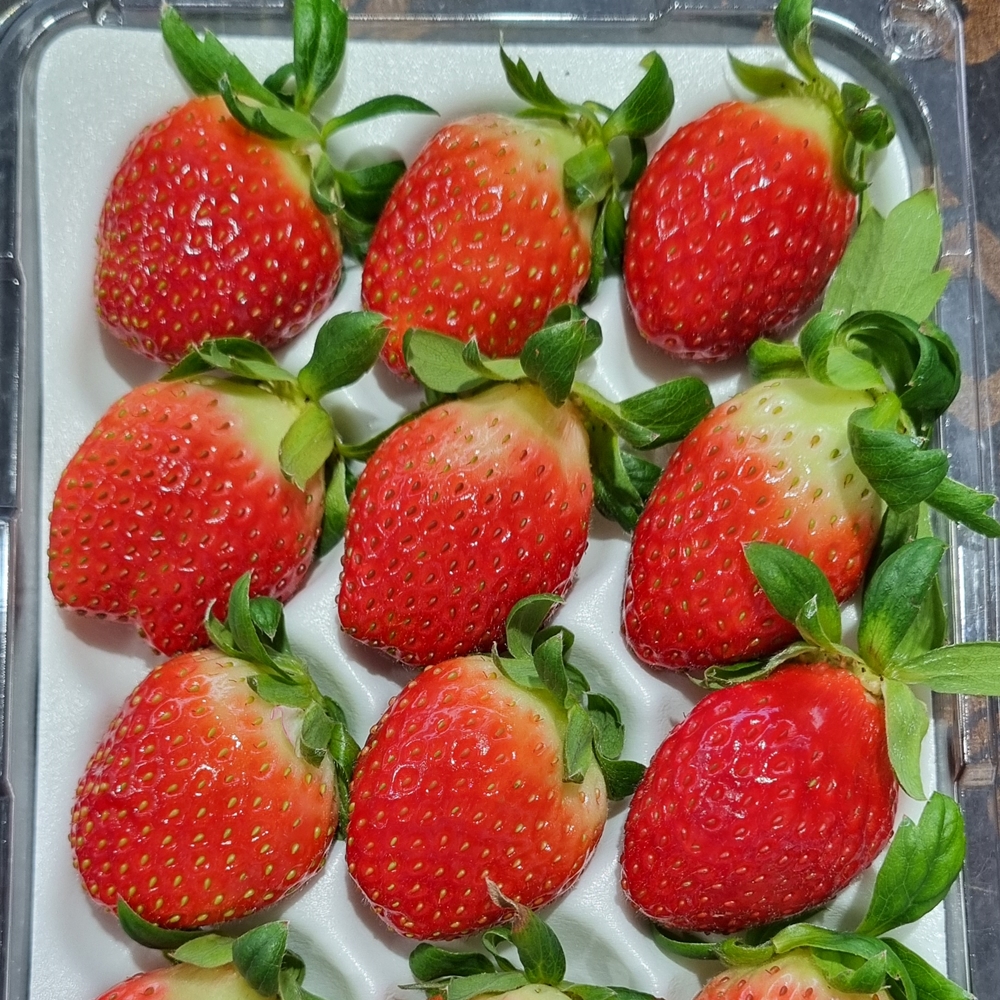 설향딸기 산지직송 프리미엄 생딸기 한입 특과 350g 이미지 8