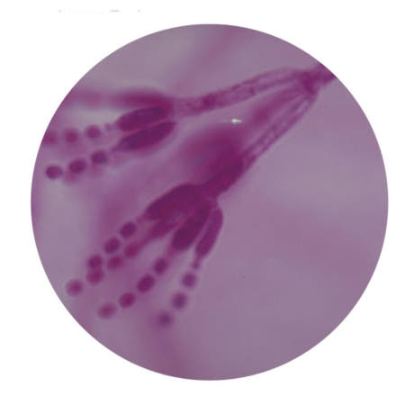 페니실린 항생제 푸른곰팡이 관찰실험 현미경슬라이드 과학실 홈스쿨 샘플시료 중학교