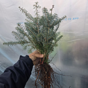 구상나무 실생 3년 묘목 실사용 후기 | 효과 있을까? - 상품 이미지 2