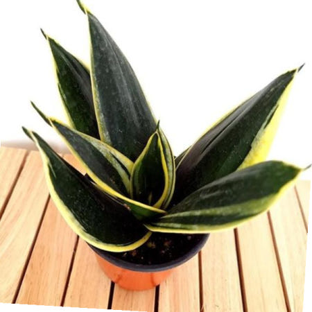 산세베리아물주기 무늬세베리아 키우기 쉬운 실내 거실 화초 희귀식물