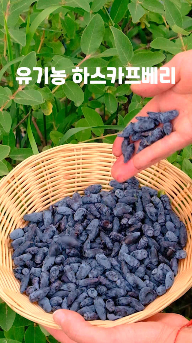 100% 하스카프 베리 분말 동결건조 유기농 폴란드산 30g, 2개