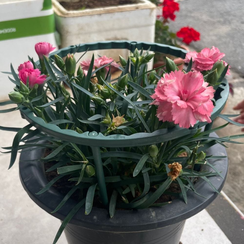 조립형 식물 지지대 화분 식물 4p 지지대 15cm 둥근 - 상품 이미지