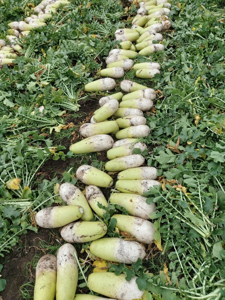 월동무 제주 햇무 5kg 10kg - 상세 이미지 3