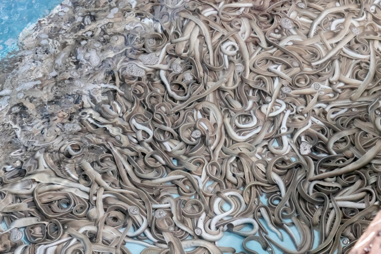 완전손질 생물 프리미엄 부산꼼장어 1kg 10-15미 소스포함 - 상세 이미지 2