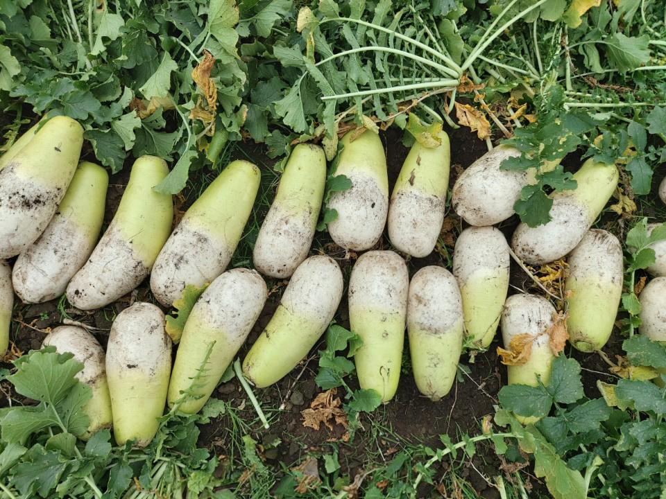 월동무 제주 햇무 5kg 10kg - 상세 이미지 4