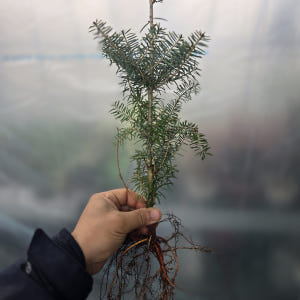 구상나무 실생 3년 묘목 실사용 후기 | 효과 있을까? - 상품 이미지 1