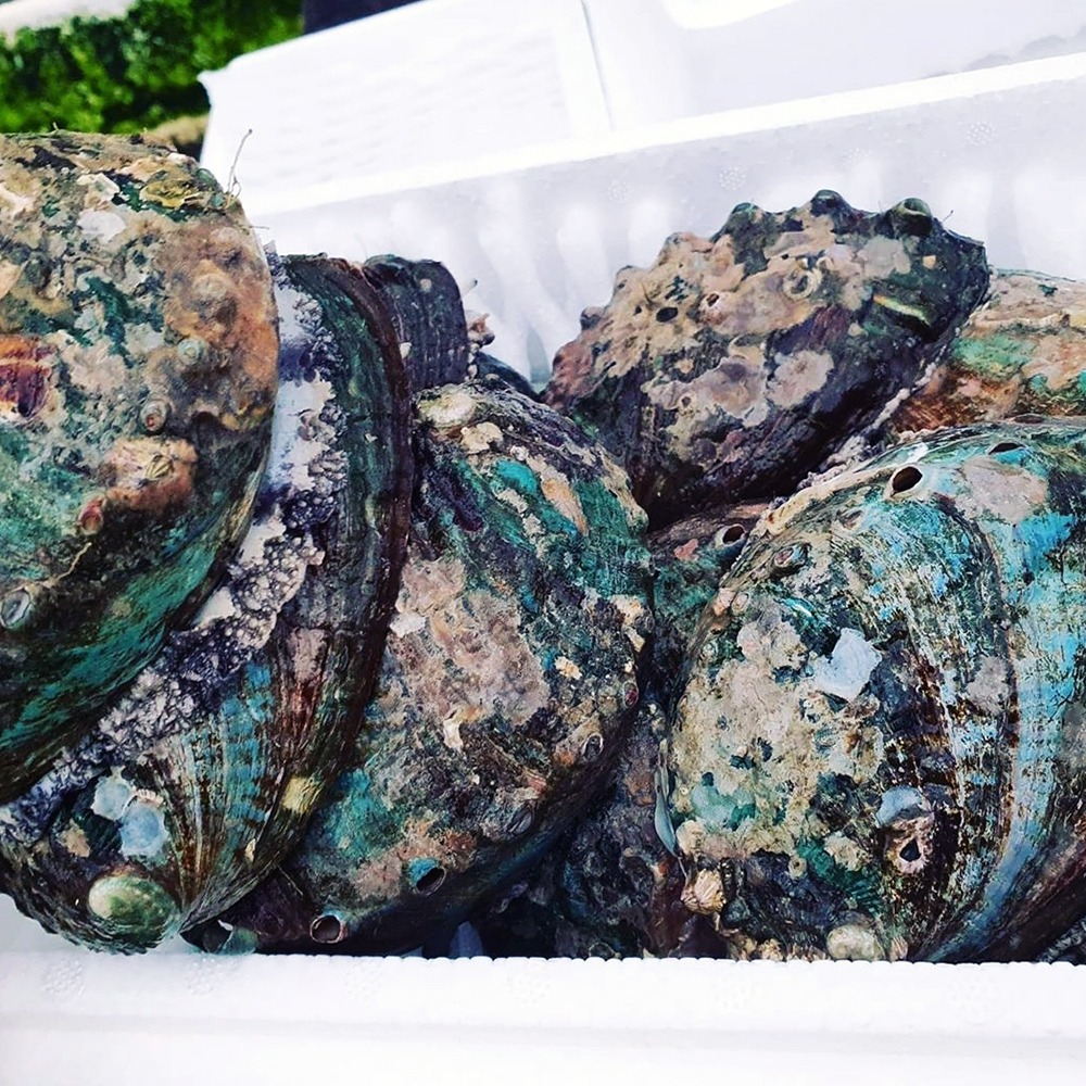 완도 산지직송 활 참전복 1kg 특대 5-6미 횟감용 부모님 명절 선물세트 이미지 8