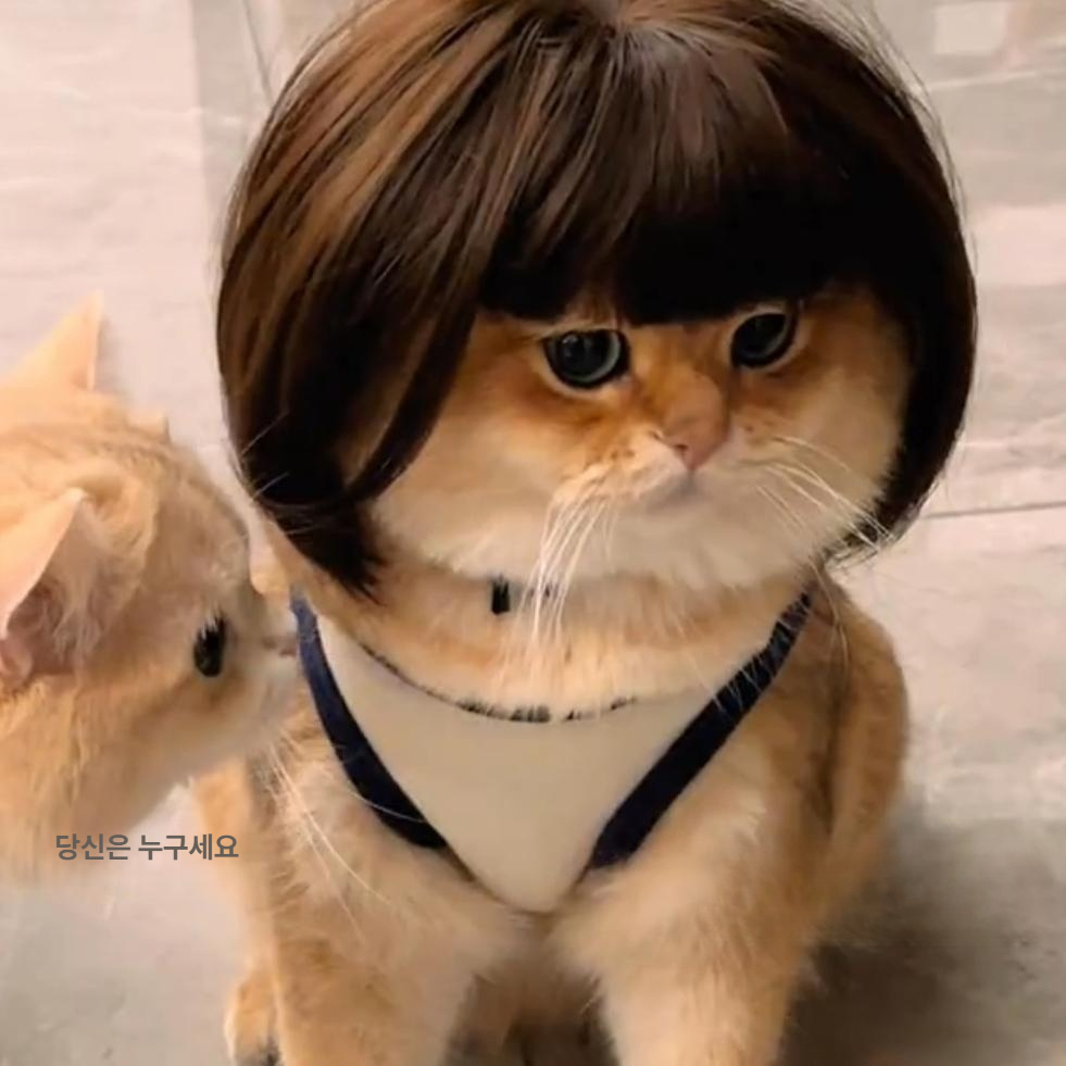 고양이 강아지 보브컷 금색 단발 헤어 악세사리 스타일링 브라운 앞머리 가발 프리 사이즈 - 상세 이미지 4