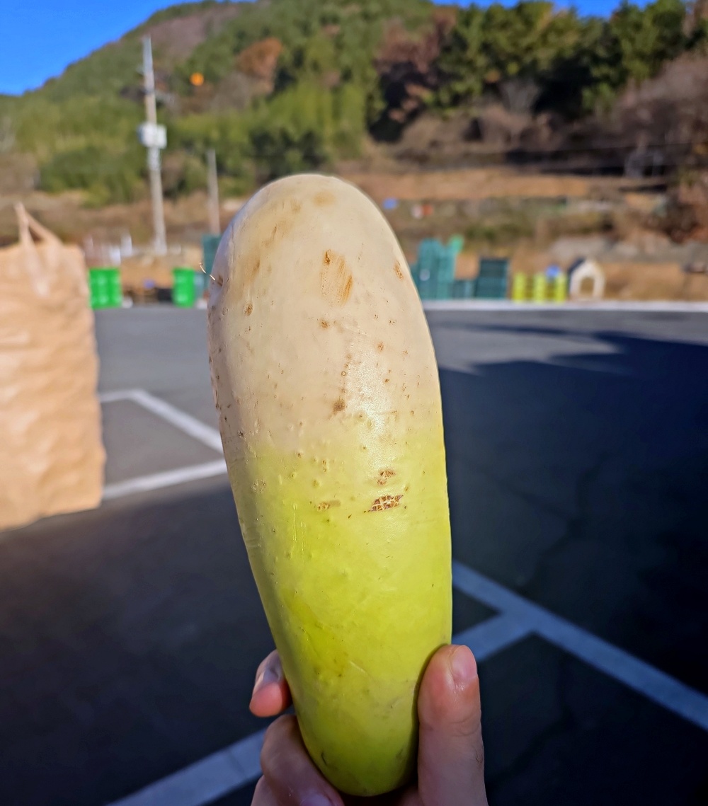 세척무 제주 월동무 2kg 3kg 5kg 7kg 10kg - 상세 이미지 2