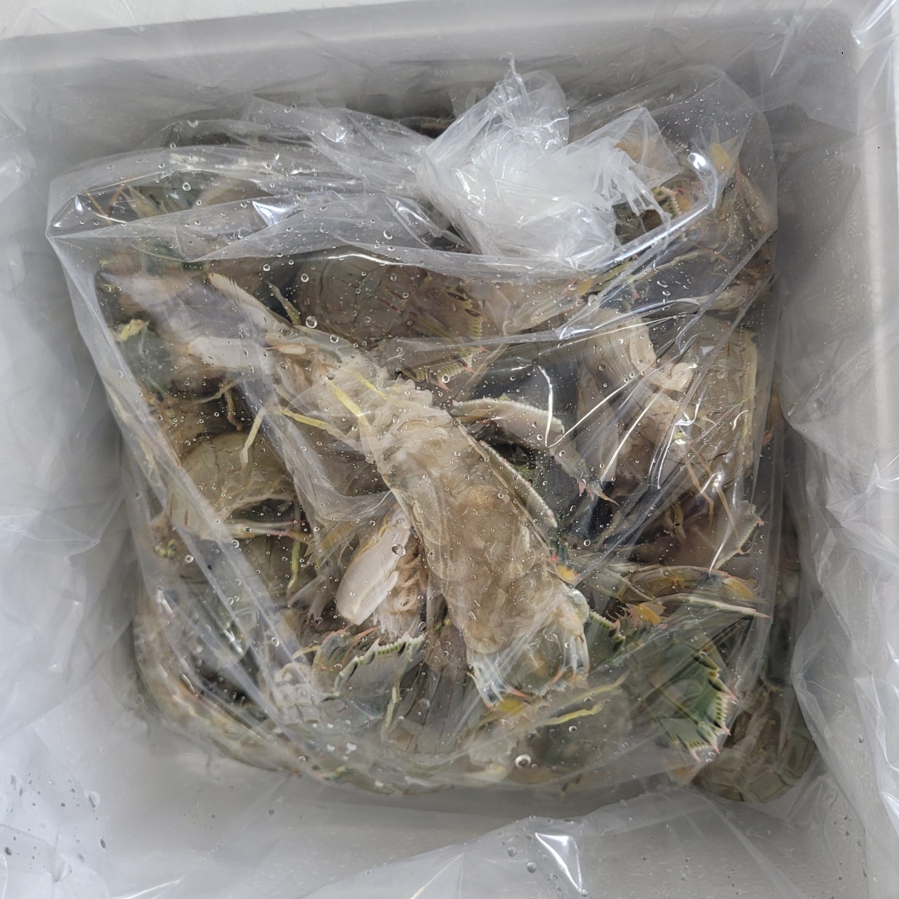 서해안 활 갯가재 쏙 1kg 찜 가재장 라면 탕용 생물 가재 - 상세 이미지 3