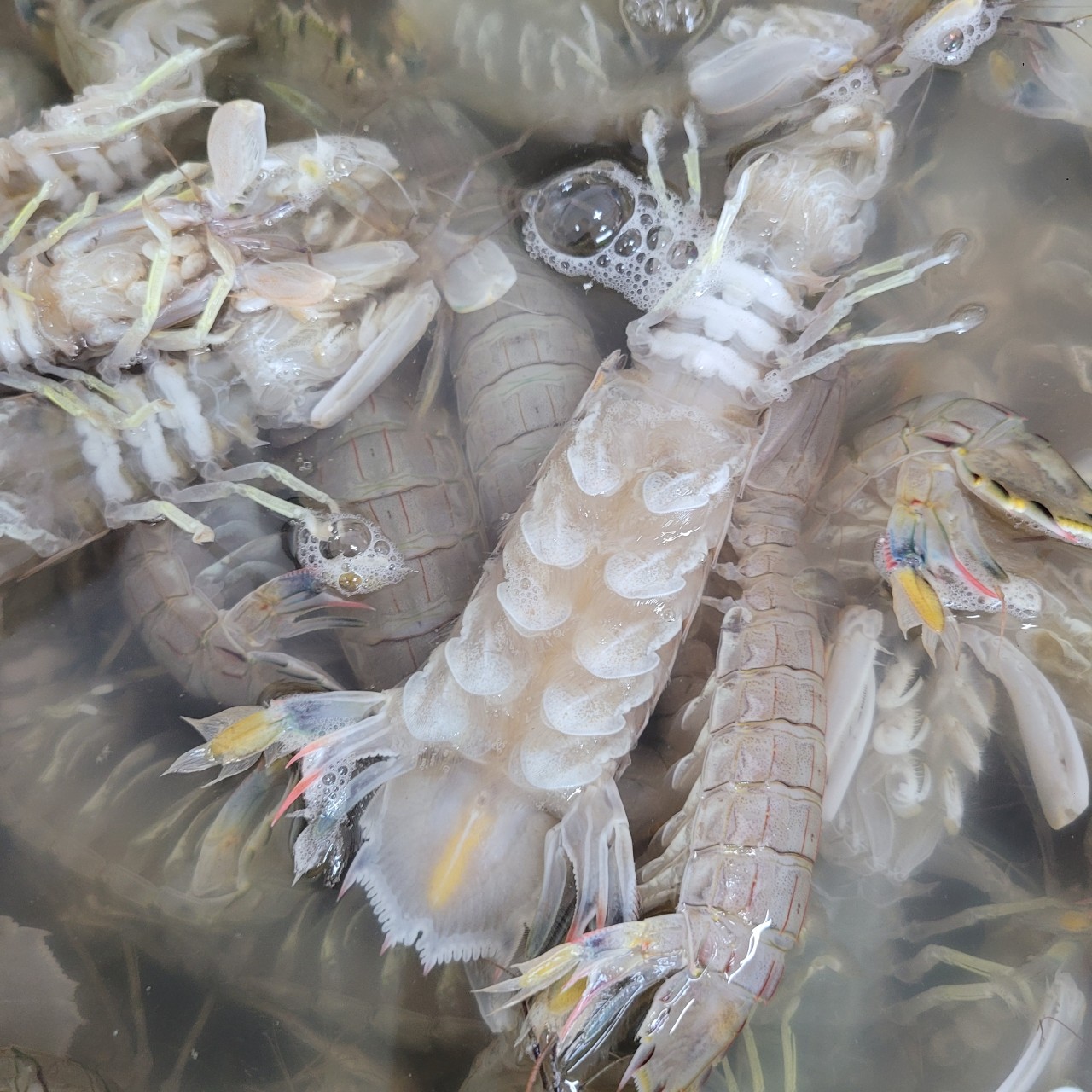 서해안 활 갯가재 쏙 1kg 찜 가재장 라면 탕용 생물 가재 - 상세 이미지 4