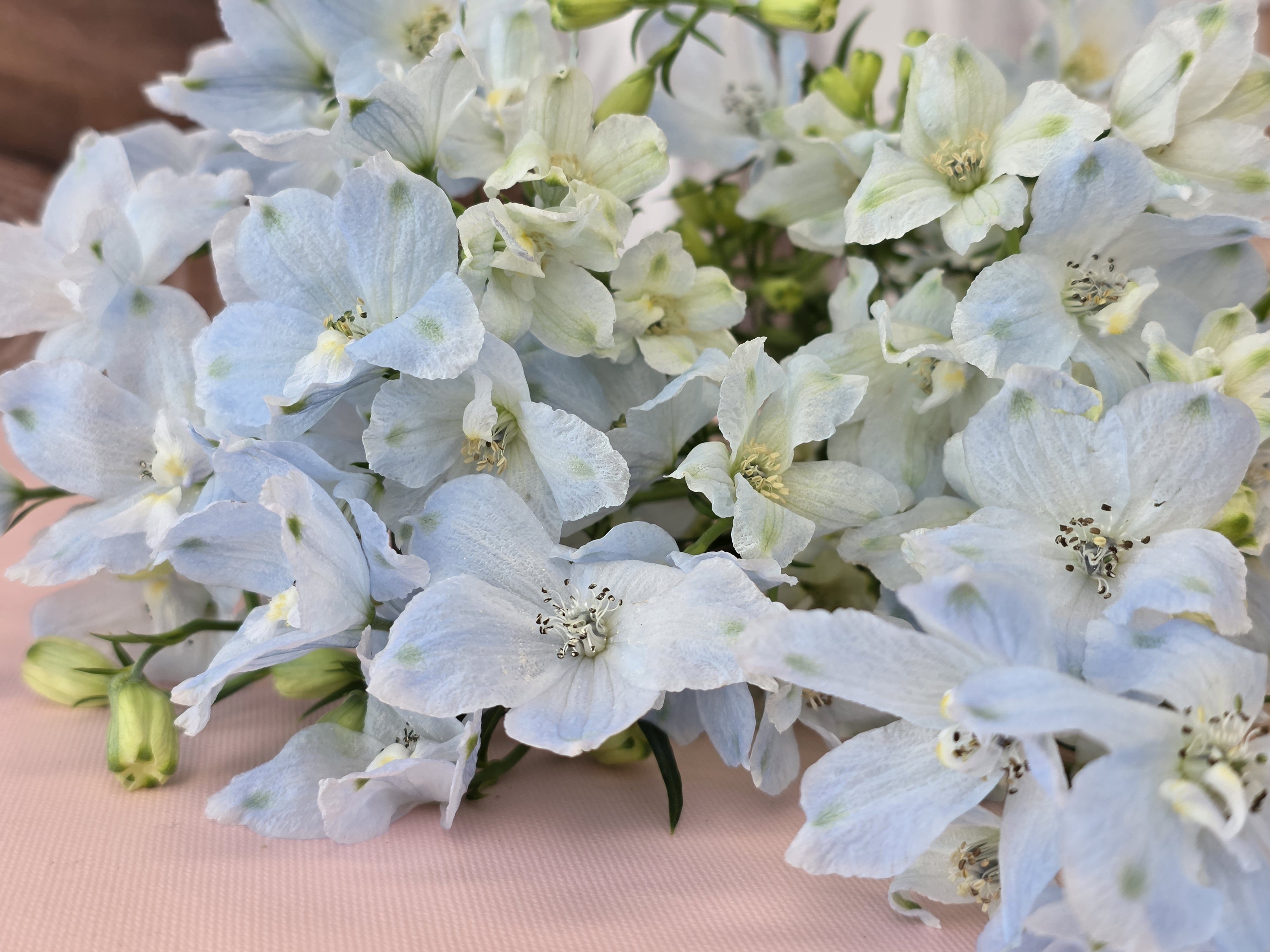 유스풀몰 미니델피늄 한다발 꽃 생화 택배 꽃배달 싼곳 이미지 3