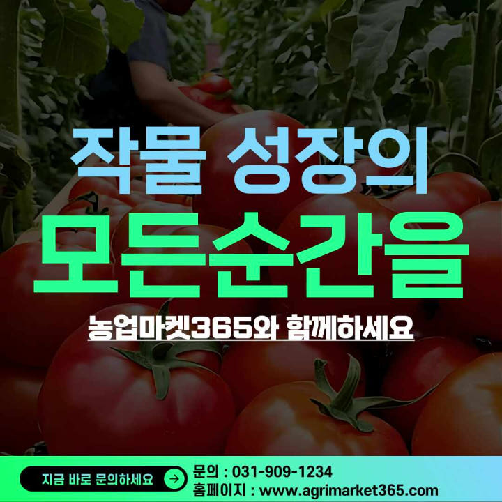 히카마 씨앗