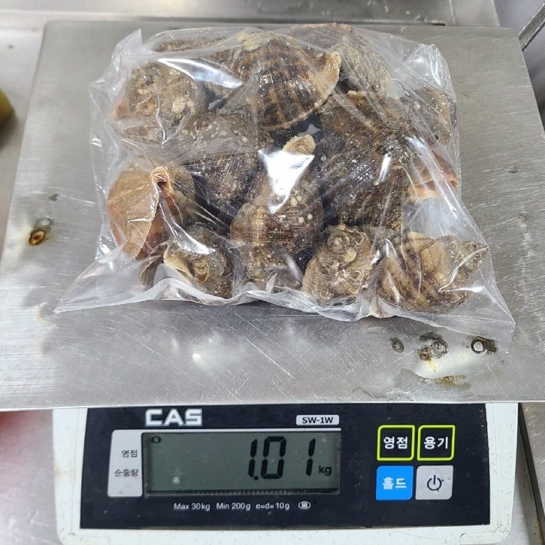 당일바리 연안 연평 참소라 1kg내외 활소라 국내산 20~25미 이미지 7