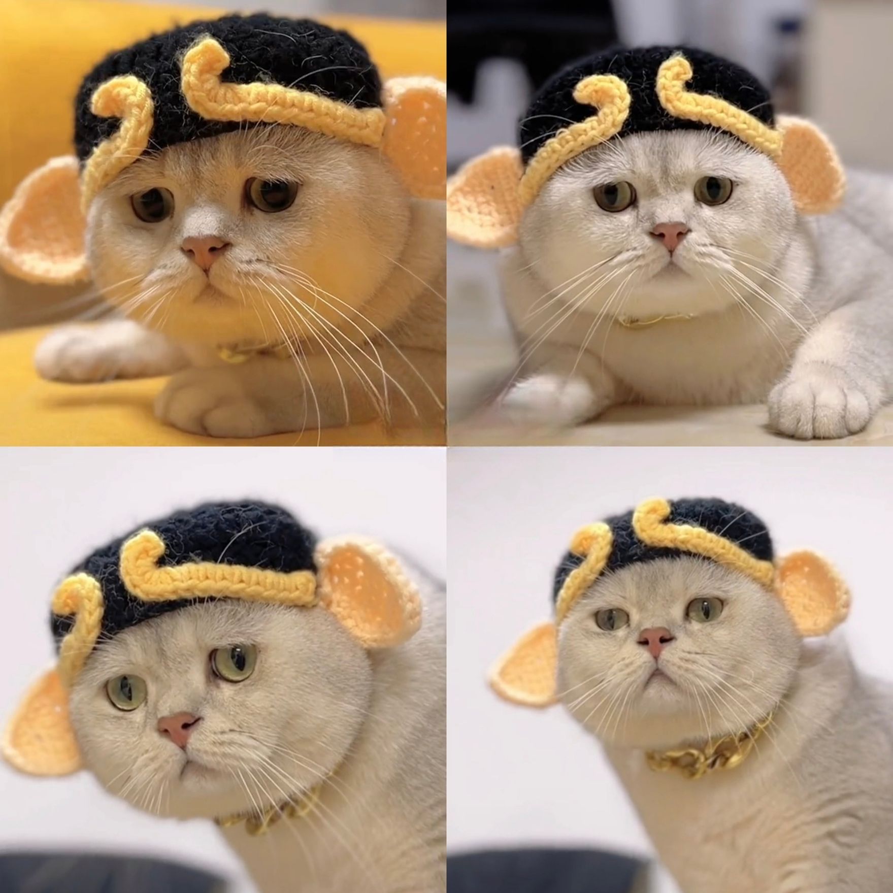 냥공이 고양이 강아지 귀 모자 애완동물 촬영용 의상 액세서리 손오공 개구리 모자 S