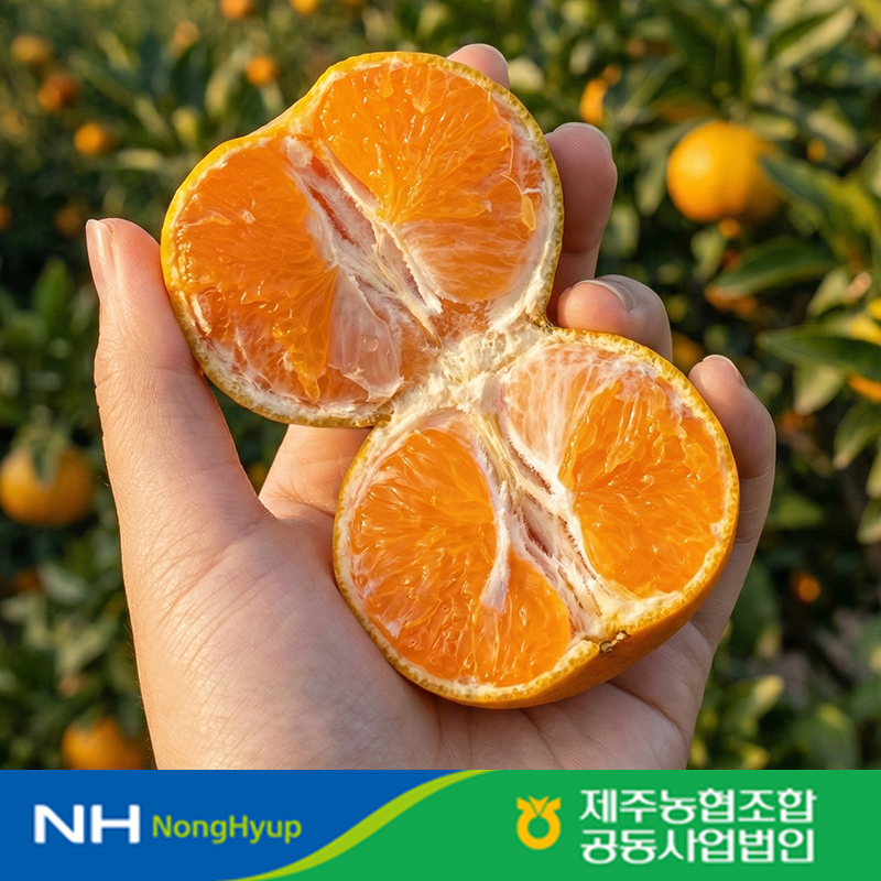 제주 감귤 고당도 레드향 한라봉 구매가이드 제주 감귤 추천 제주 과일 후기