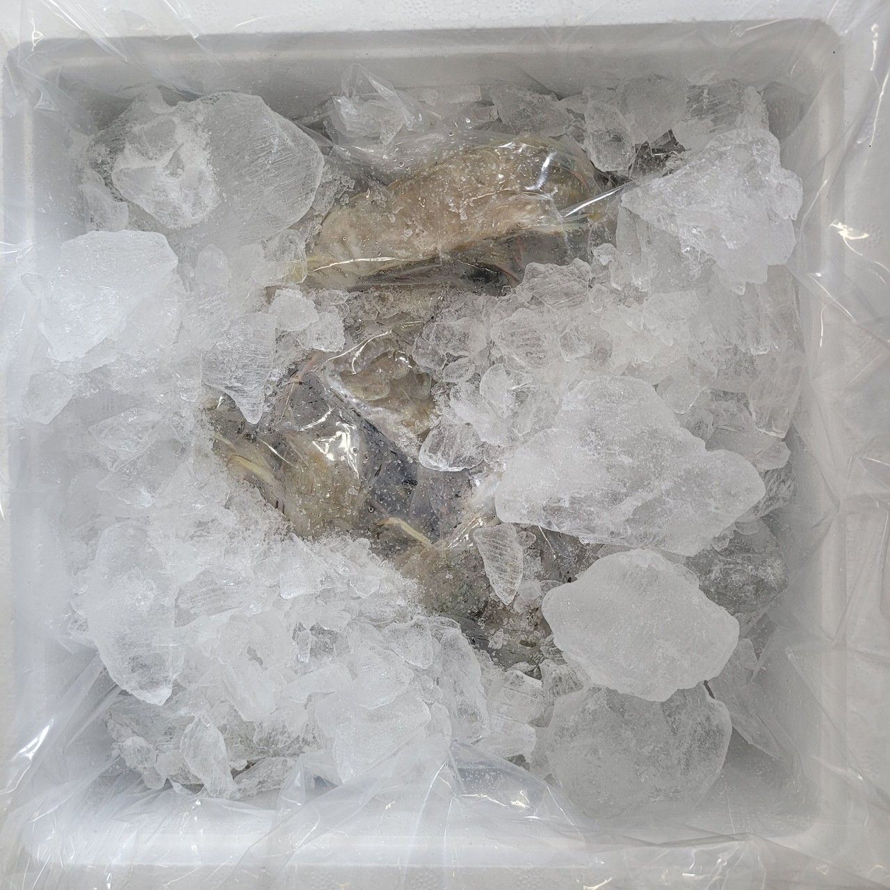 서해안 활 갯가재 쏙 1kg 찜 가재장 라면 탕용 생물 가재 - 상세 이미지 2