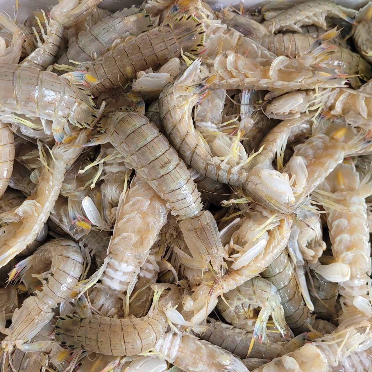 서해안 활 갯가재 쏙 1kg 찜 가재장 라면 탕용 생물 가재 이미지 8
