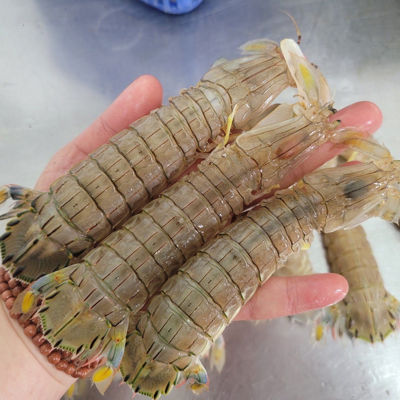 서해안 활 갯가재 쏙 1kg 찜 가재장 라면 탕용 생물 가재 - 상품 이미지