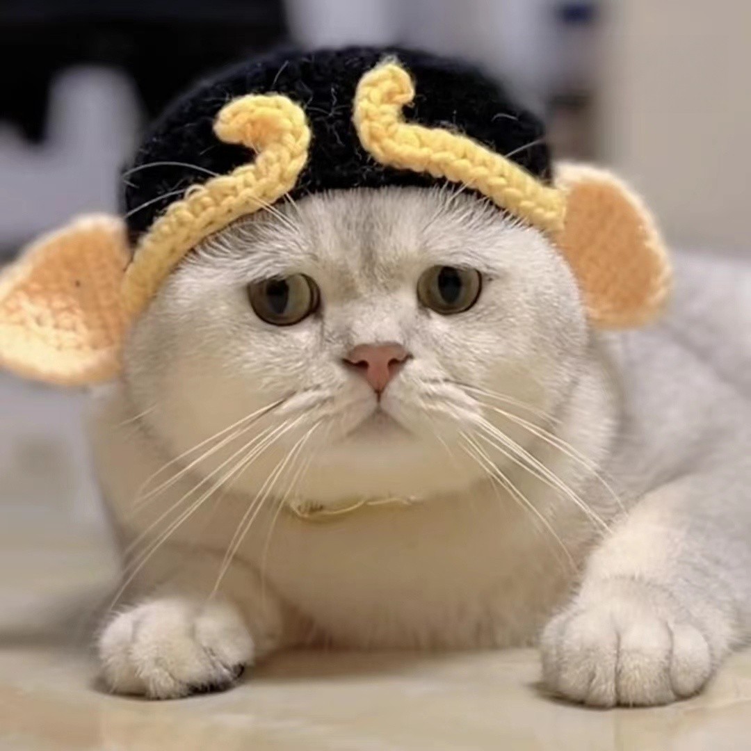 냥공이 고양이 강아지 귀 모자 애완동물 촬영용 의상 액세서리 손오공 개구리 모자 S