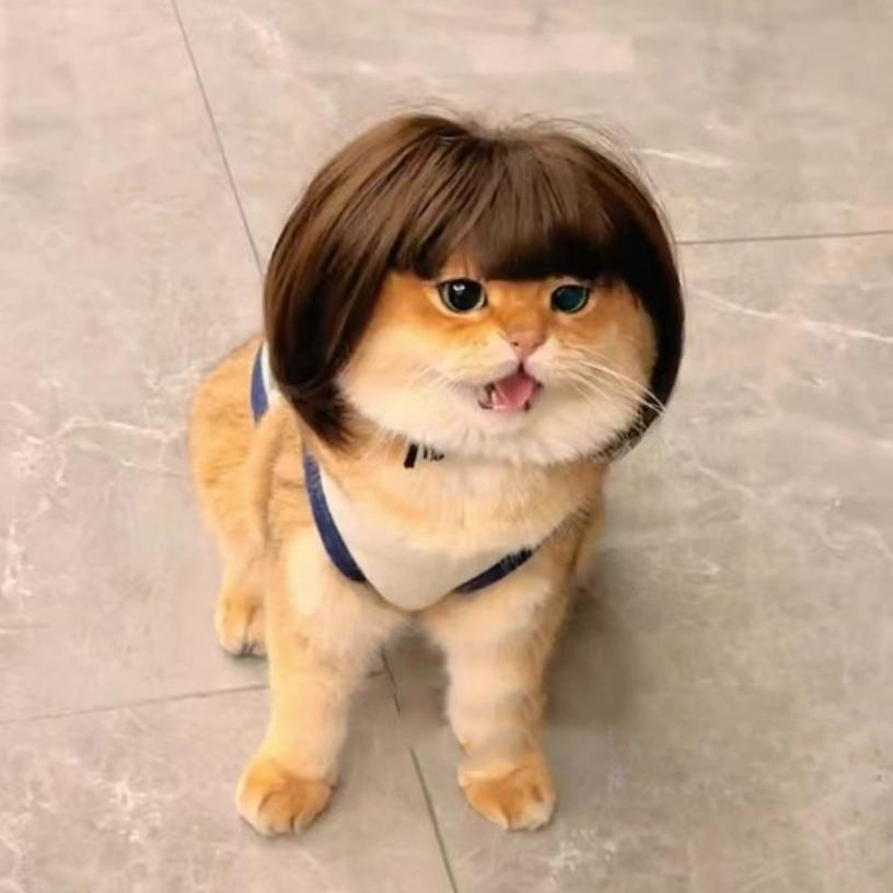 고양이 강아지 보브컷 금색 단발 헤어 악세사리 스타일링 브라운 앞머리 가발 프리 사이즈 - 상세 이미지 3